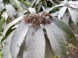 Dust on a mango flower